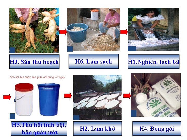 H 3. Sắn thu hoạch H 5. Thu hồi tinh bột, bảo quản ướt