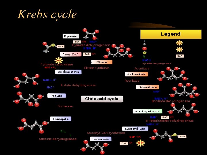 Krebs cycle 