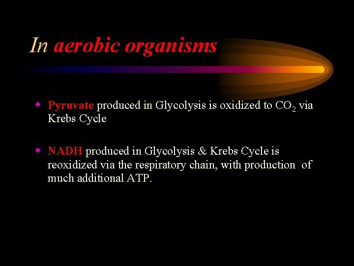 In aerobic organisms w Pyruvate produced in Glycolysis is oxidized to CO 2 via