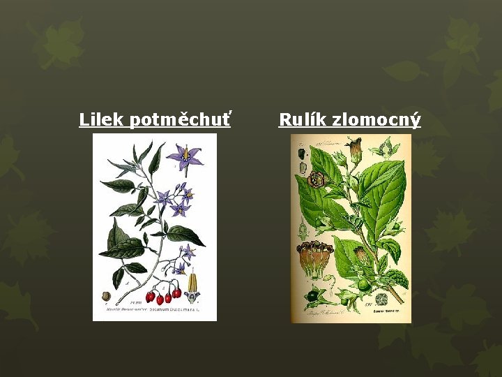 Lilek potměchuť Rulík zlomocný 