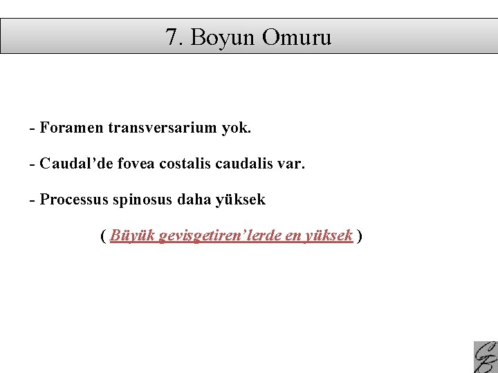 7. Boyun Omuru - Foramen transversarium yok. - Caudal’de fovea costalis caudalis var. -