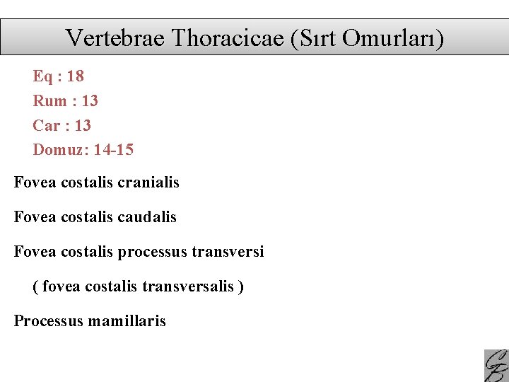 Vertebrae Thoracicae (Sırt Omurları) Eq : 18 Rum : 13 Car : 13 Domuz: