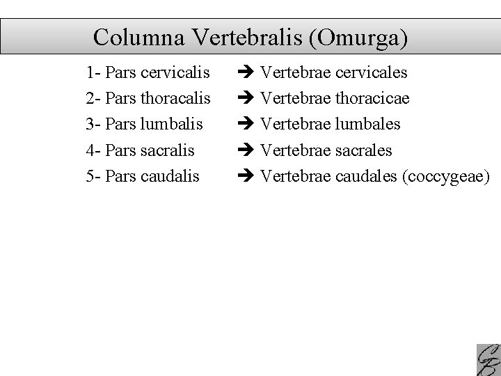 Columna Vertebralis (Omurga) 1 - Pars cervicalis 2 - Pars thoracalis 3 - Pars