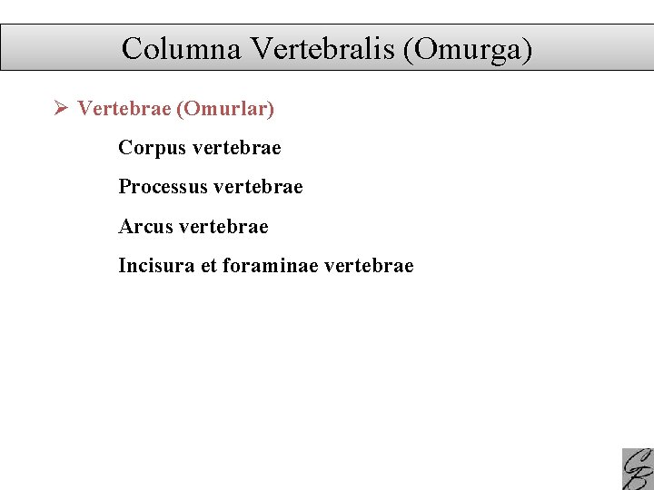 Columna Vertebralis (Omurga) Ø Vertebrae (Omurlar) Corpus vertebrae Processus vertebrae Arcus vertebrae Incisura et