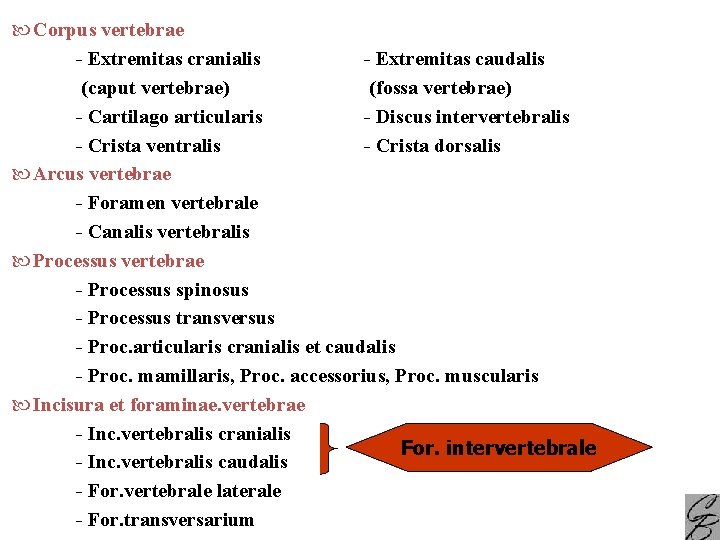  Corpus vertebrae - Extremitas cranialis - Extremitas caudalis (caput vertebrae) (fossa vertebrae) -