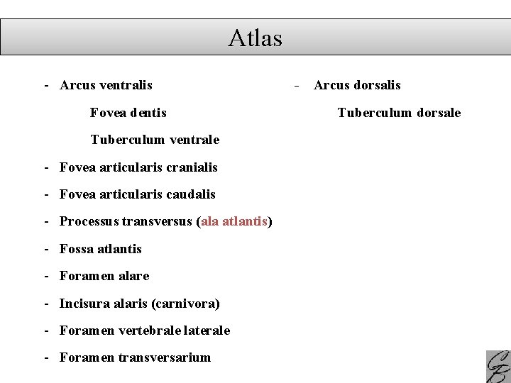 Atlas - Arcus ventralis Fovea dentis Tuberculum ventrale - Fovea articularis cranialis - Fovea