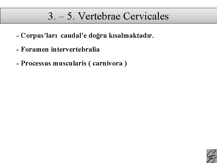 3. – 5. Vertebrae Cervicales - Corpus’ları caudal’e doğru kısalmaktadır. - Foramen intervertebralia -