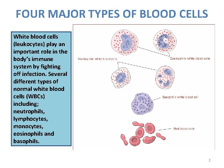 FOUR MAJOR TYPES OF BLOOD CELLS White blood cells (leukocytes) play an important role