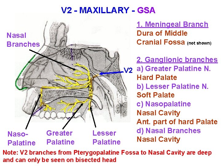 V 2 - MAXILLARY - GSA 1. Meningeal Branch Dura of Middle Cranial Fossa V 2 - MAXILLARY - GSA 1. Meningeal Branch Dura of Middle Cranial Fossa