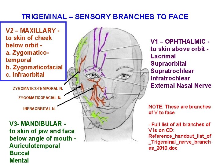 TRIGEMINAL – SENSORY BRANCHES TO FACE V 2 – MAXILLARY to skin of cheek TRIGEMINAL – SENSORY BRANCHES TO FACE V 2 – MAXILLARY to skin of cheek