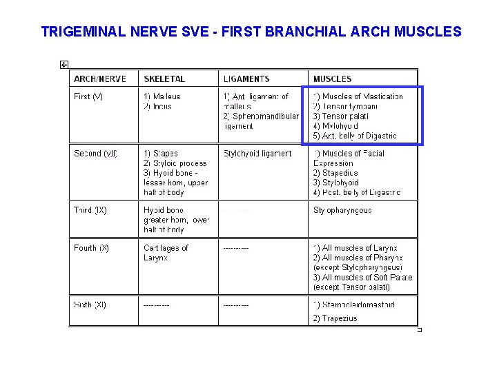 TRIGEMINAL NERVE SVE - FIRST BRANCHIAL ARCH MUSCLES 
