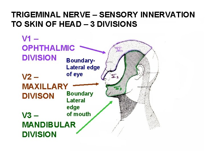 TRIGEMINAL NERVE – SENSORY INNERVATION TO SKIN OF HEAD – 3 DIVISIONS V 1 TRIGEMINAL NERVE – SENSORY INNERVATION TO SKIN OF HEAD – 3 DIVISIONS V 1