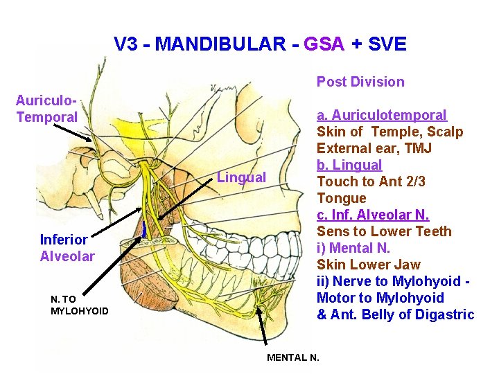 V 3 - MANDIBULAR - GSA + SVE Post Division Auriculo. Temporal Lingual Inferior V 3 - MANDIBULAR - GSA + SVE Post Division Auriculo. Temporal Lingual Inferior