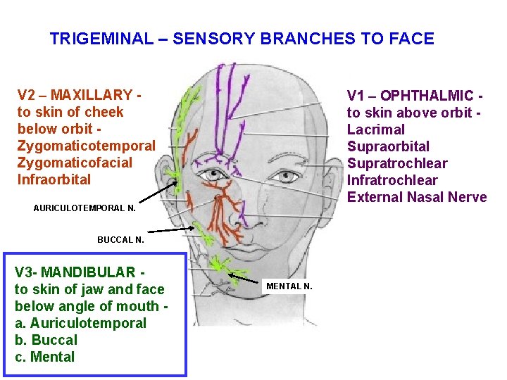 TRIGEMINAL – SENSORY BRANCHES TO FACE V 2 – MAXILLARY to skin of cheek