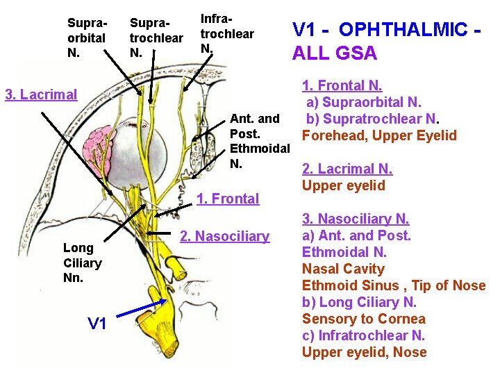 Supraorbital N. Supratrochlear N. Infratrochlear N. V 1 - OPHTHALMIC ALL GSA 1. Frontal