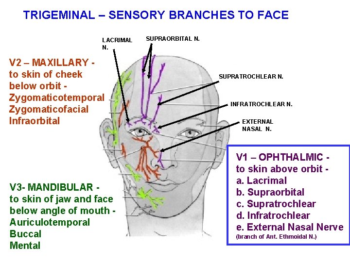 TRIGEMINAL – SENSORY BRANCHES TO FACE LACRIMAL N. V 2 – MAXILLARY to skin