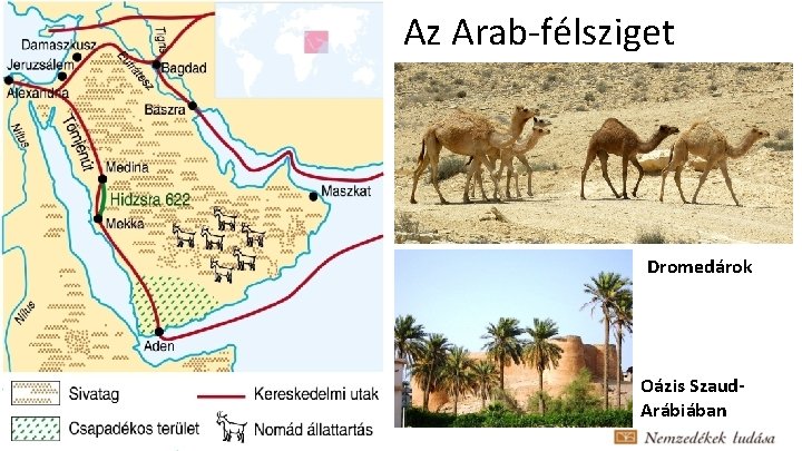 Az Arab-félsziget Dromedárok Oázis Szaud- Arábiában 