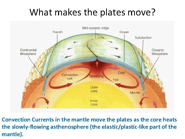 What makes the plates move? Convection Currents in the mantle move the plates as