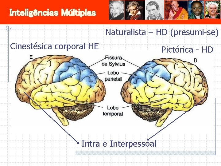 Inteligências Múltiplas Naturalista – HD (presumi-se) Cinestésica corporal HE Intra e Interpessoal Pictórica -