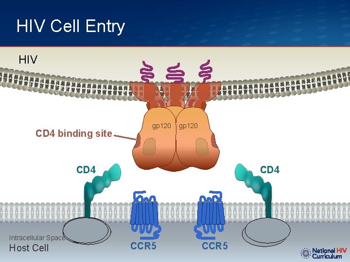 HIV Cell Entry HIV CD 4 binding site gp 120 CD 4 Intracellular Space