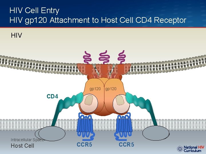 HIV Cell Entry HIV gp 120 Attachment to Host Cell CD 4 Receptor HIV