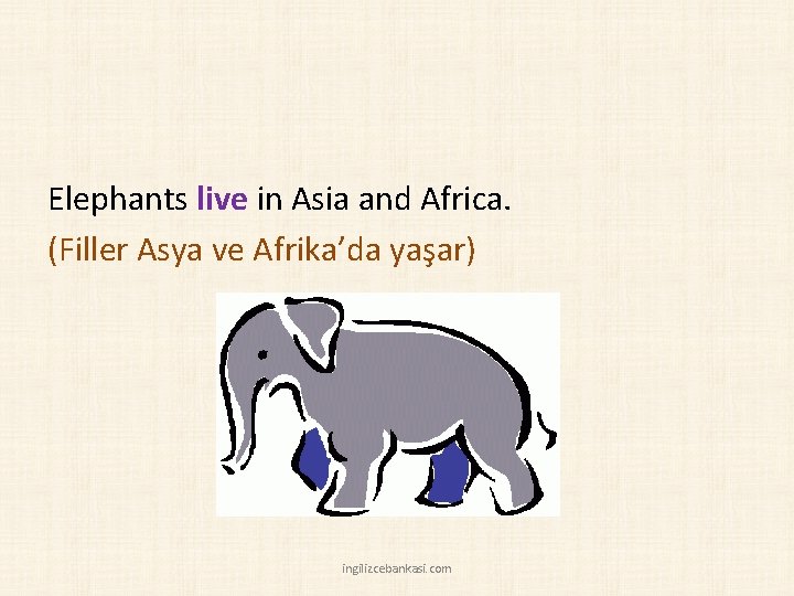 Elephants live in Asia and Africa. (Filler Asya ve Afrika’da yaşar) ingilizcebankasi. com 