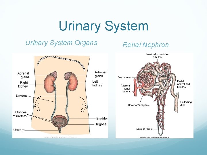 Urinary System Organs Renal Nephron 