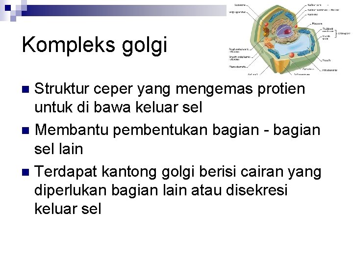 Kompleks golgi Struktur ceper yang mengemas protien untuk di bawa keluar sel n Membantu