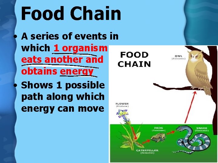 Food Chain • A series of events in which 1 organism eats another and