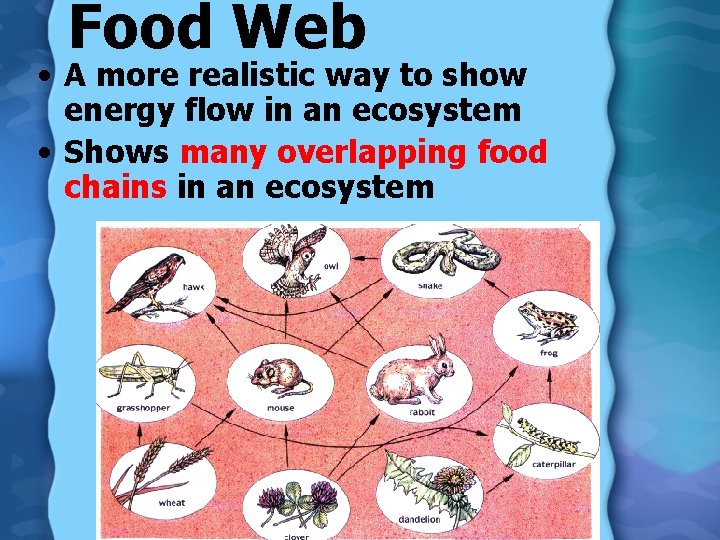 Food Web • A more realistic way to show energy flow in an ecosystem