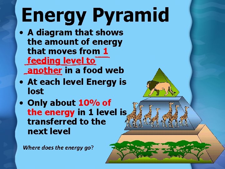 Energy Pyramid • A diagram that shows the amount of energy that moves from