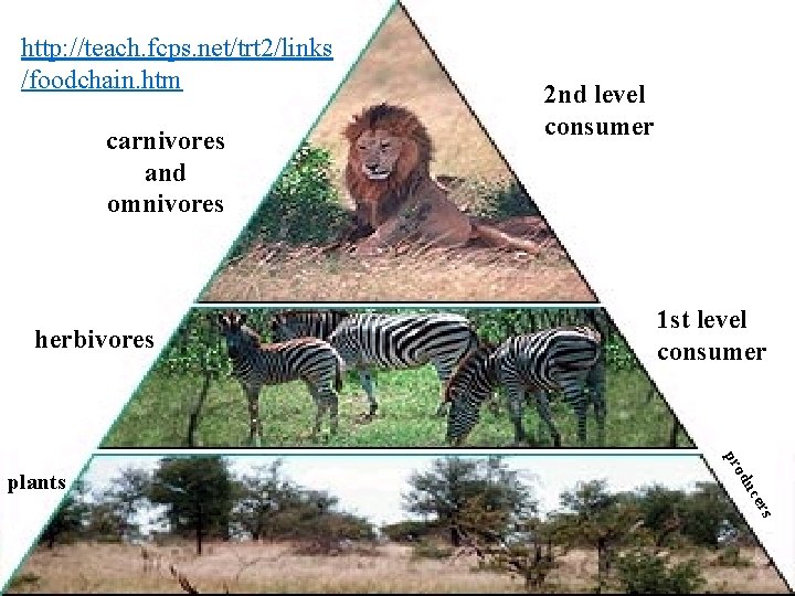 http: //teach. fcps. net/trt 2/links /foodchain. htm carnivores and omnivores herbivores 1 st level