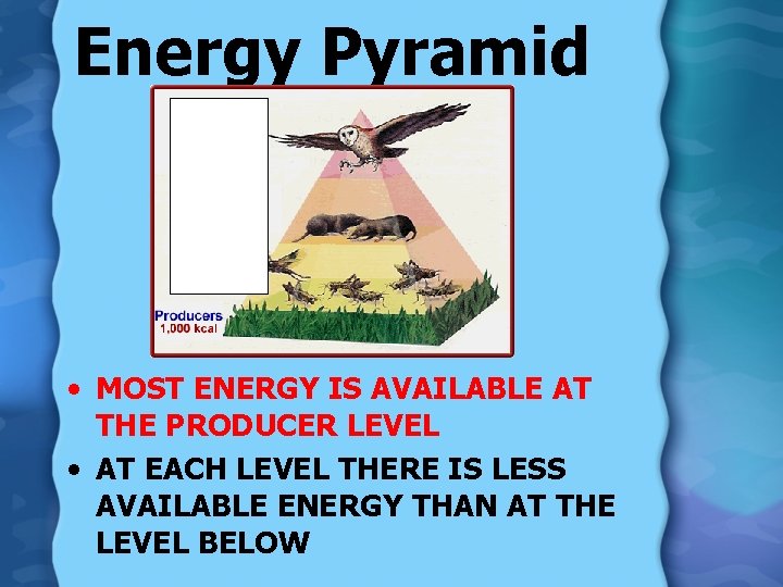 Energy Pyramid • MOST ENERGY IS AVAILABLE AT THE PRODUCER LEVEL • AT EACH