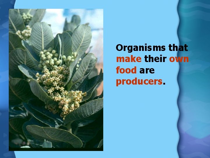 Organisms that make their own food are producers. 