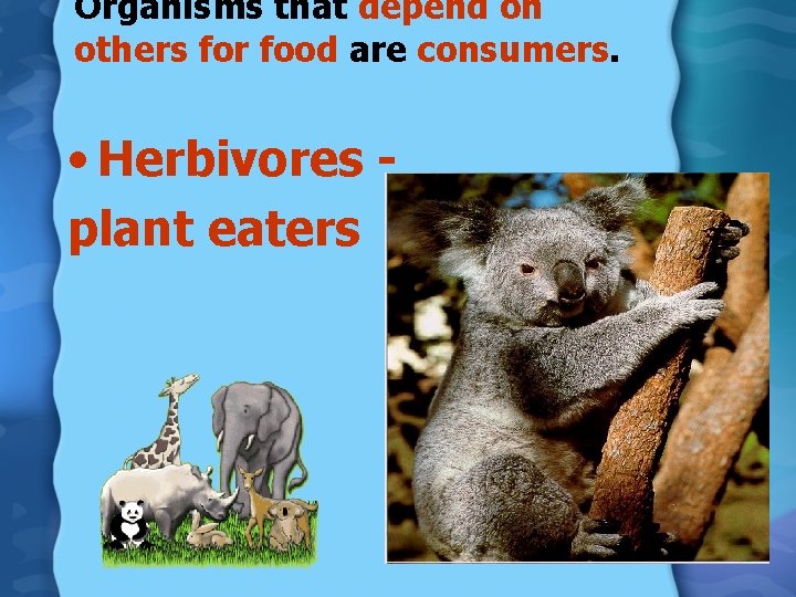 Organisms that depend on others for food are consumers. • Herbivores plant eaters 