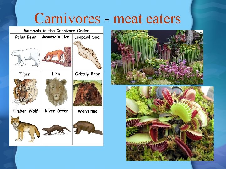 Carnivores - meat eaters 