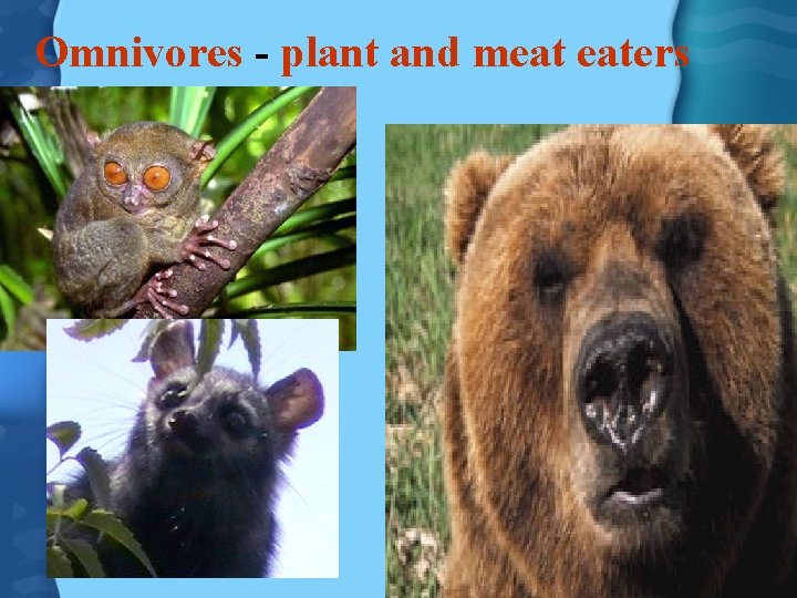 Omnivores - plant and meat eaters 