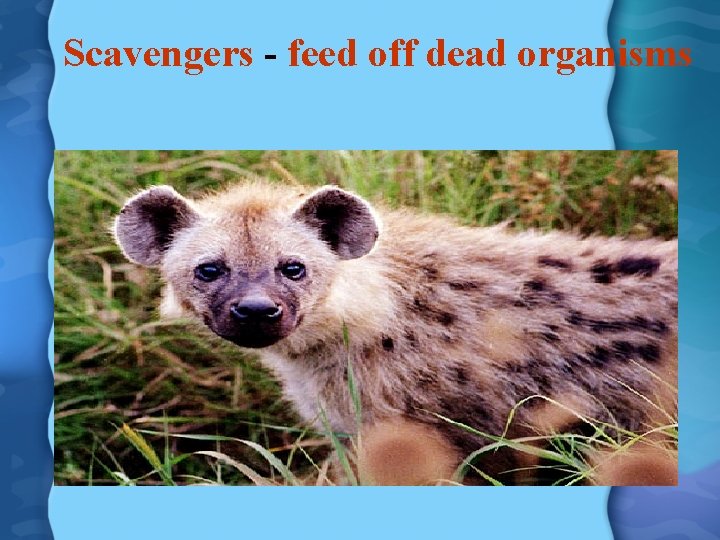 Scavengers - feed off dead organisms 