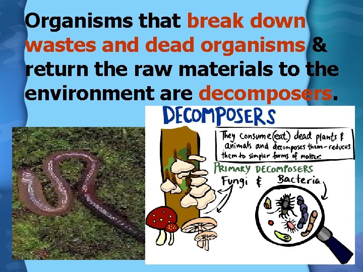 Organisms that break down wastes and dead organisms & return the raw materials to