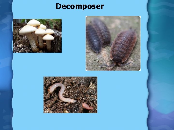 Decomposer 