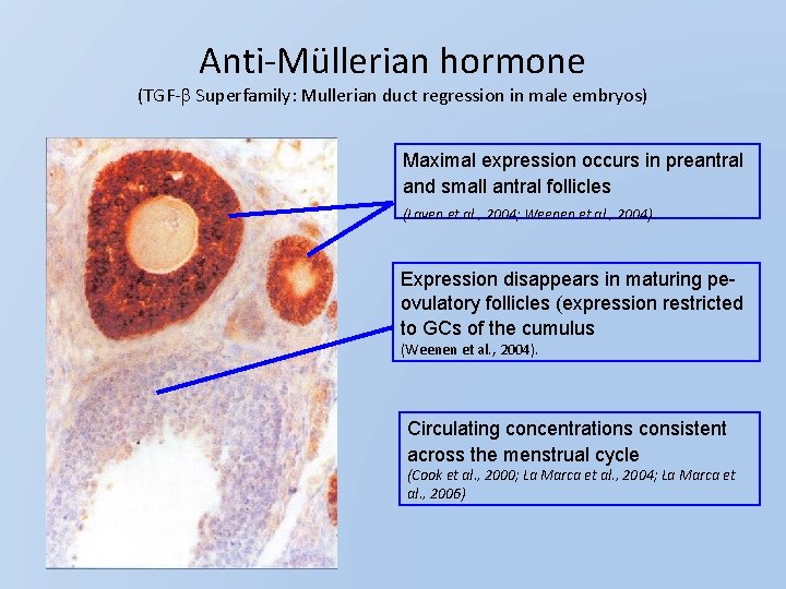 Anti-Müllerian hormone (TGF-b Superfamily: Mullerian duct regression in male embryos) Maximal expression occurs in