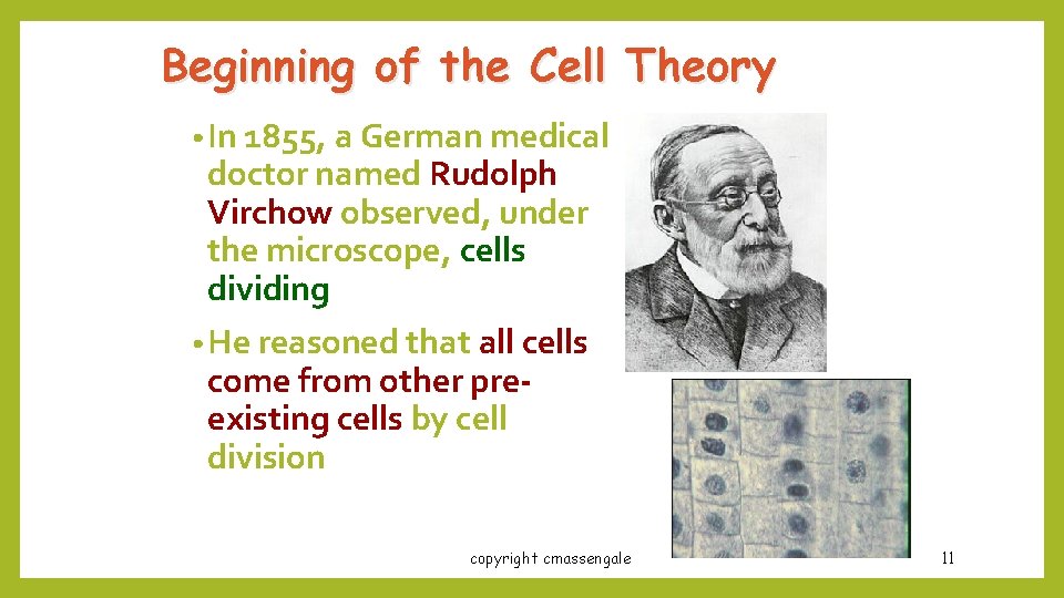 Beginning of the Cell Theory • In 1855, a German medical doctor named Rudolph