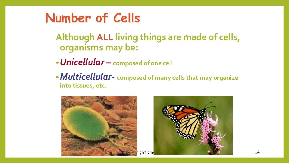 Number of Cells Although ALL living things are made of cells, organisms may be: