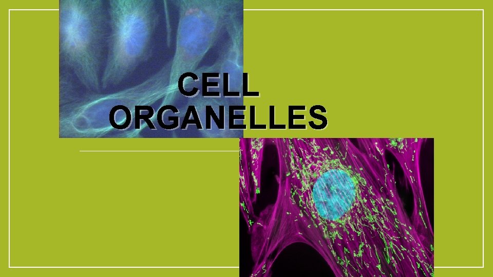 CELL ORGANELLES 