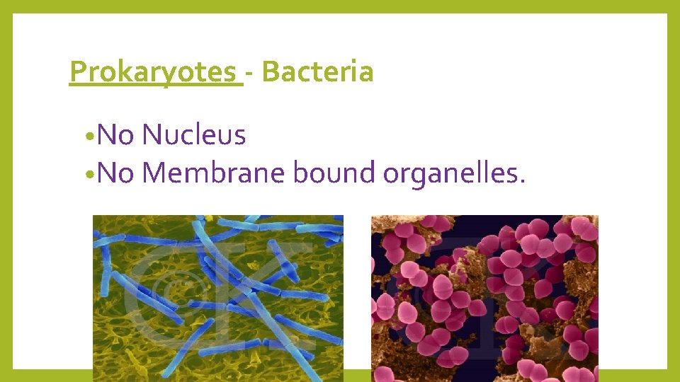 Prokaryotes - Bacteria • No Nucleus • No Membrane bound organelles. 