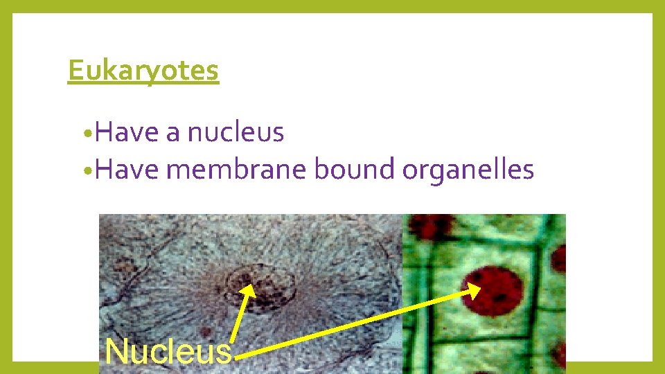 Eukaryotes • Have a nucleus • Have membrane bound organelles Nucleus 