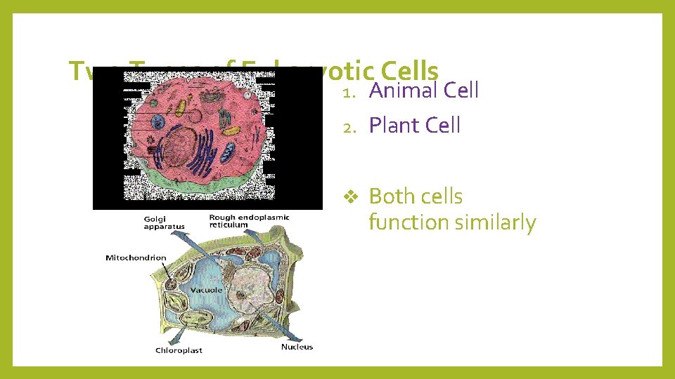 Two Types of Eukaryotic Cells Animal Cell 2. Plant Cell 1. v Both cells