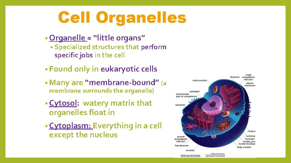 Cell Organelles • Organelle = “little organs” • Specialized structures that perform specific jobs