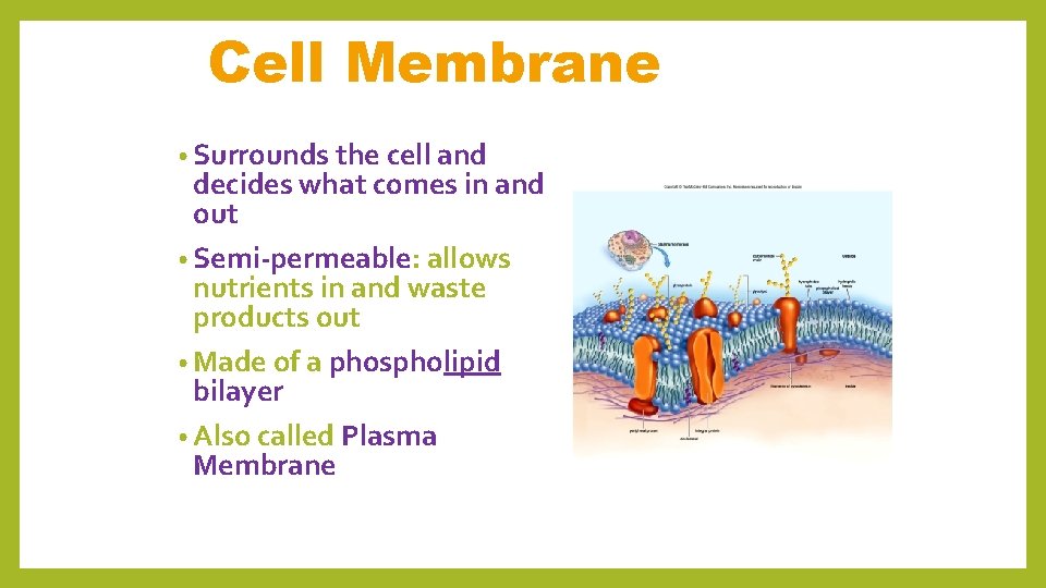 Cell Membrane • Surrounds the cell and decides what comes in and out •