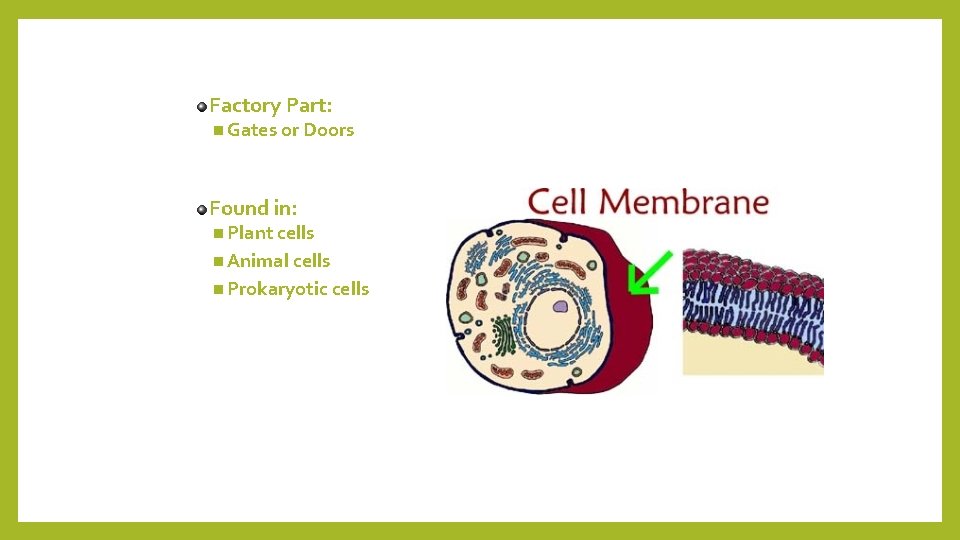 Factory Part: n Gates or Doors Found in: n Plant cells n Animal cells